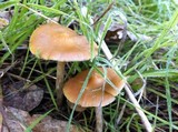 Psilocybe subaeruginosa image