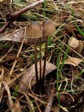 Mycena cystidiosa image