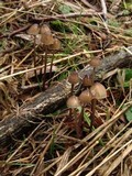 Mycena cystidiosa image