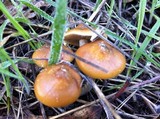 Psilocybe subaeruginosa image