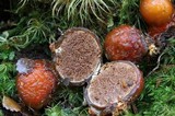 Cortinarius beeverorum image