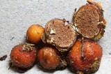 Cortinarius beeverorum image