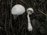 Leucoagaricus ooliekirrus image