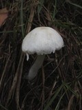 Leucoagaricus ooliekirrus image
