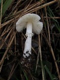 Leucoagaricus ooliekirrus image