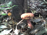 Boletellus emodensis image
