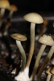 Panaeolus cyanescens image