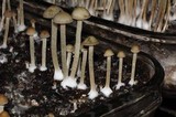 Panaeolus cyanescens image