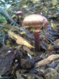 Boletellus emodensis image