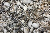 Panaeolus cyanescens image