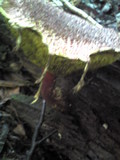 Boletellus emodensis image