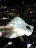Amanita virgineoides image