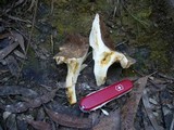 Lactarius gerardii image
