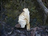 Lactarius gerardii image
