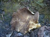 Lactarius gerardii image