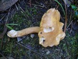 Suillus bovinus image