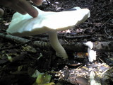Amanita virgineoides image