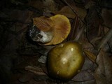 Cortinarius austrovenetus image