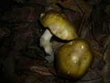 Cortinarius austrovenetus image