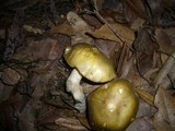 Cortinarius austrovenetus image