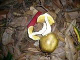 Cortinarius austrovenetus image