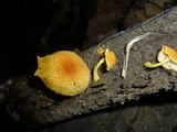 Cyptotrama asprata image