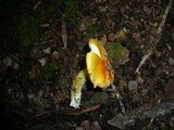 Amanita xanthocephala image