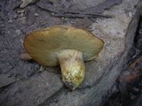 Rubinoboletus caespitosus image