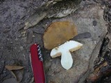 Rubinoboletus caespitosus image