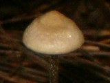 Entoloma conicum image