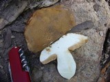 Rubinoboletus caespitosus image