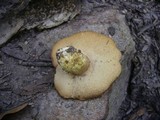 Rubinoboletus caespitosus image