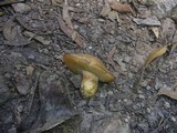 Rubinoboletus caespitosus image