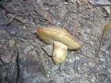 Rubinoboletus caespitosus image