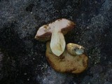 Rubinoboletus caespitosus image