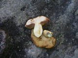 Rubinoboletus caespitosus image