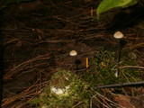 Entoloma conicum image
