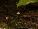 Clavulinopsis laeticolor image