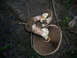 Agaricus austrovinaceus image