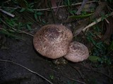 Agaricus austrovinaceus image