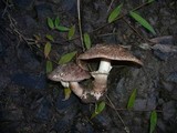 Agaricus austrovinaceus image