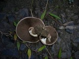 Agaricus austrovinaceus image