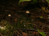 Entoloma conicum image