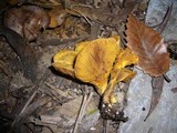 Image of Austropaxillus muelleri
