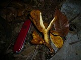 Austropaxillus muelleri image