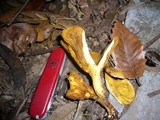 Austropaxillus muelleri image