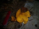 Austropaxillus muelleri image