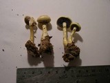 Stropharia semiglobata image