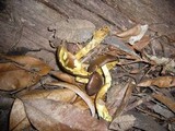 Cortinarius austrovenetus image