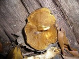 Cortinarius austrovenetus image